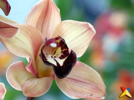 Orquideas, Pajaros y Flores